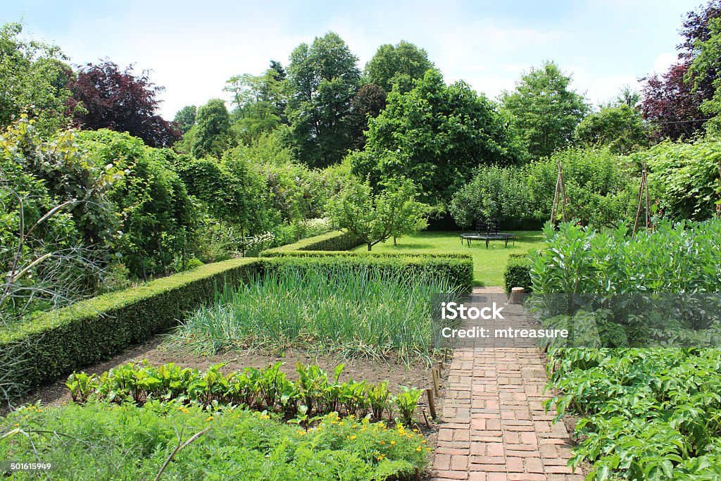 Ornamental vegetable garden image / walled kitchen garden, block-paved brick pathway Photo showing a rather attractive ornamental vegetable garden, with a red brick block-paved pathway leading to an adjacent orchard, which is separated by a box hedge / boxwood / buxus sempervirens.  The main vegetables growing in this immaculate walled kitchen garden are potato plants, broad beans, onions, beetroot (beets) and carrots. Allium Flower Stock Photo