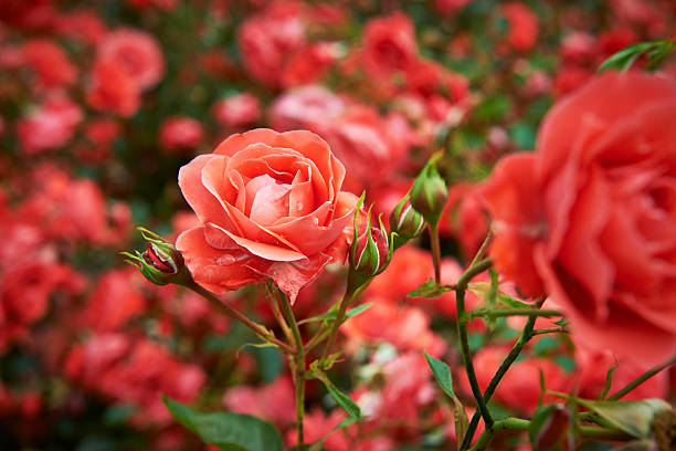 rose e rose gustativas - bed of roses fotos - fotografias e filmes do acervo
