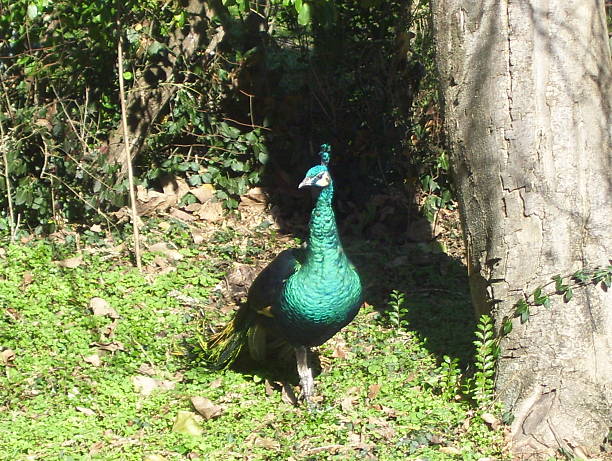 istock Colorful Peacock, Posing Near an Old Tree 501616223