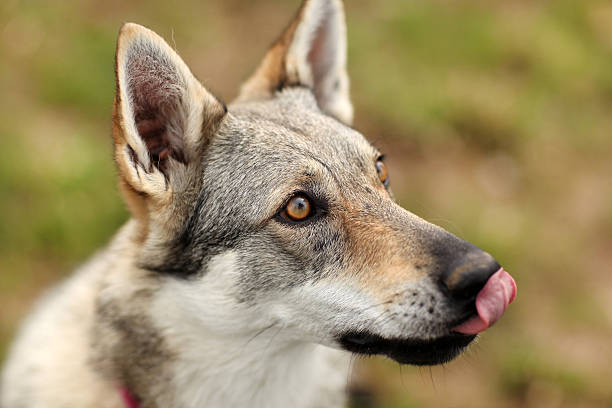Picture of a Czechoslovakian Wolfdog on green grass, licking, shallow DOF