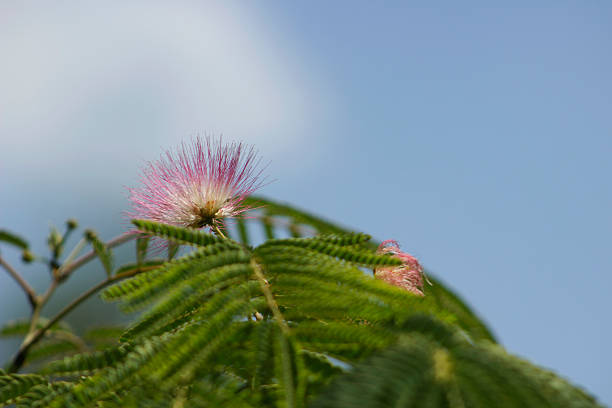 istock Acacia pink flower 501616458