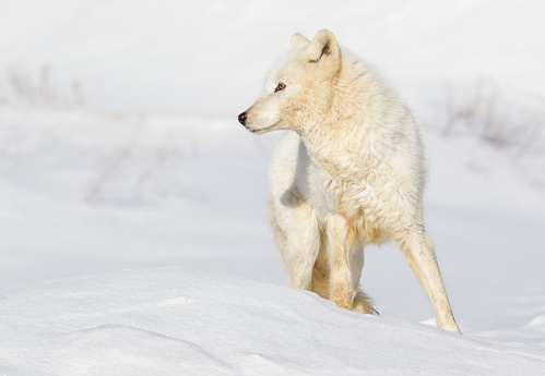 Arctic Wolf  