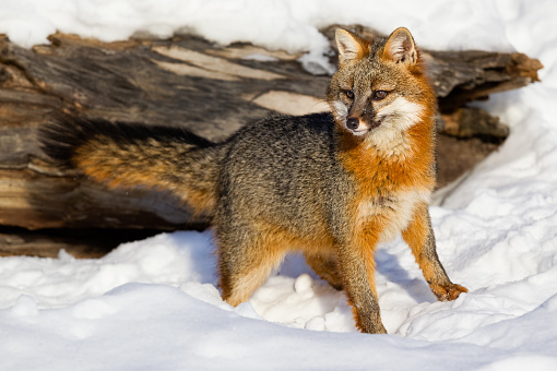 Gray Fox in Winter  