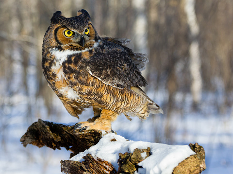 Great Horned Owl in Winter  