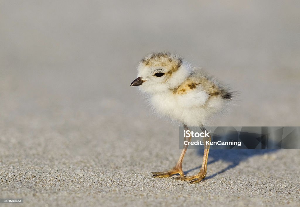 Pluvier siffleur Chick - Photo de Amérique du Nord libre de droits