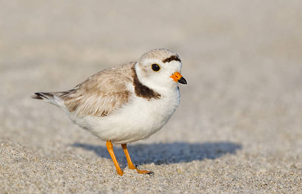 paspelierung plover - charadrius stock-fotos und bilder