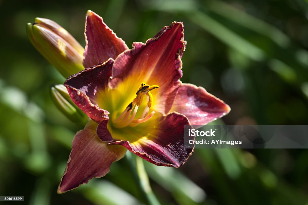 Hemerocallis "Borgia Queen" Dark mauve daylily Day Lily Stock Photo