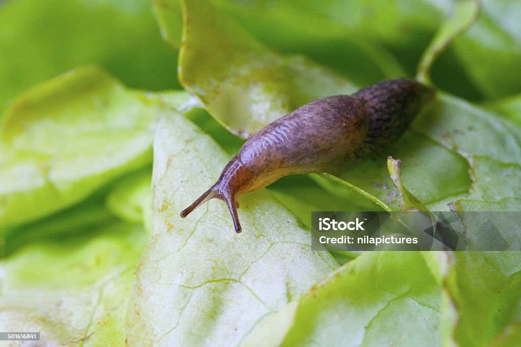 Lettuce leaf with snail Slug Stock Photo