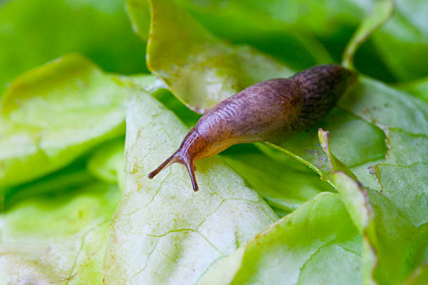 Lettuce leaf with snail Lettuce leaf with snail amphibian photos stock pictures, royalty-free photos & images