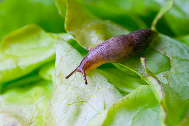 salatblatt mit schnecke - bibb lettuce imagens e fotografias de stock