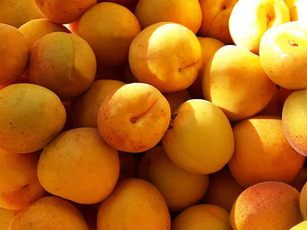 a lot of yellow, juicy apricot lie.