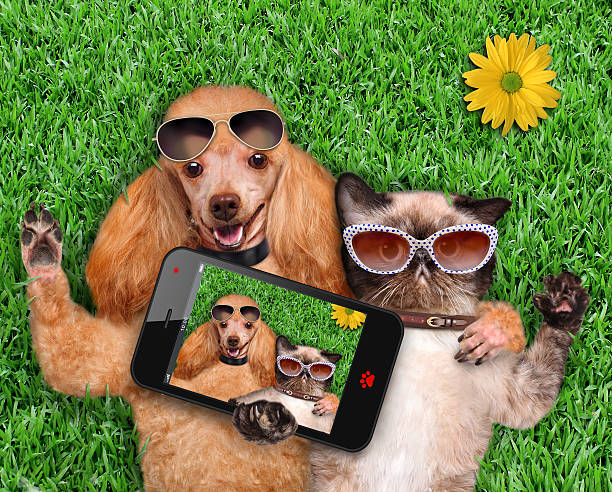 istock Cat and dog taking a selfie. 501617943
