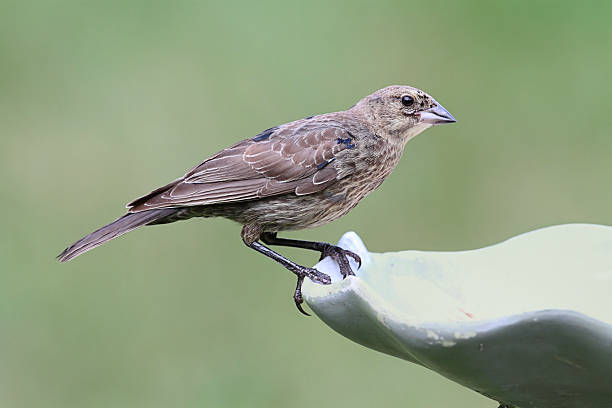 juvenile maschio brown-testa molotro - cowbird foto e immagini stock
