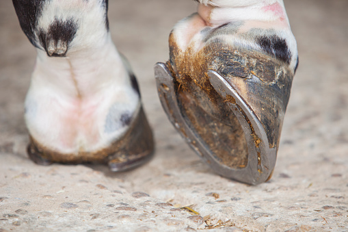 Vista detallada de caballos puntillas de pie fuera Establos photo