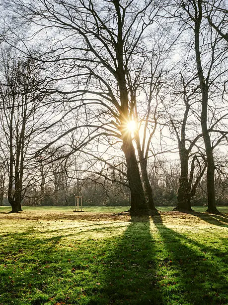 Photo of Winter trees with the sun