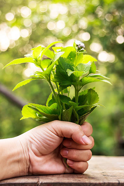 istock Siam weed or Ageratum houstonianum 501618799