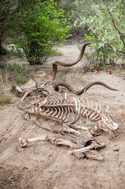 Kudu Skeleton Stock Photo - Download Image Now - Animal Head, Kudu, Africa  - iStock
