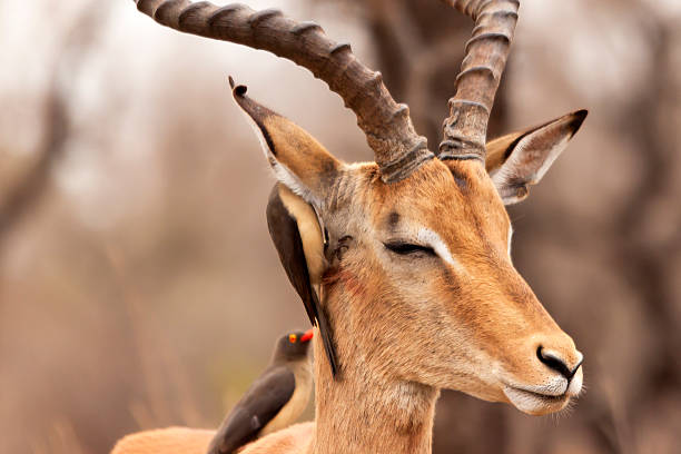 istock Impala enjoying some pampering 501619162