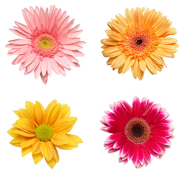 istock flower nature garden botany daisy bloom 501619229