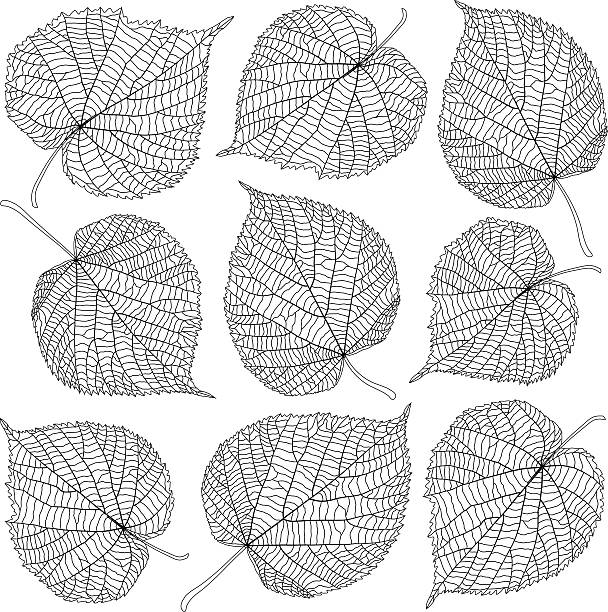 контурная листья linden - autumn backgrounds biology botany stock illustrations