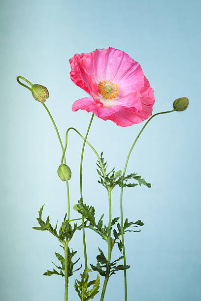 istock Pink poppy flower on light blue background 501619749