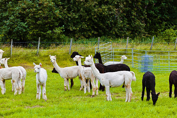 istock Llamas on farm in Norway 501622374