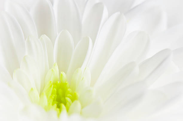 Close-up of a white flower
