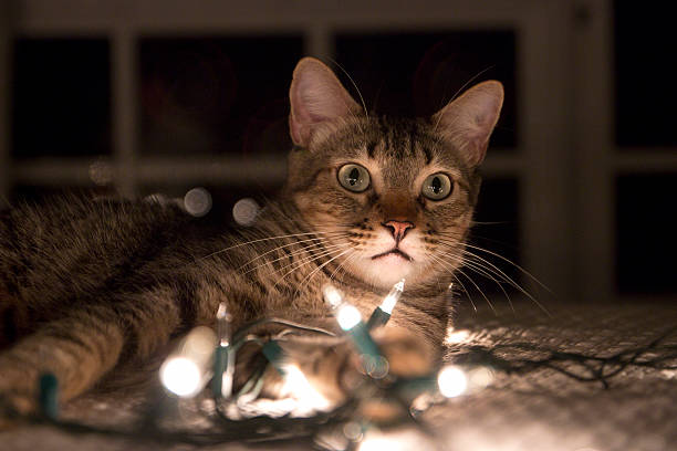 Cute cat with Christmas lights stock photo