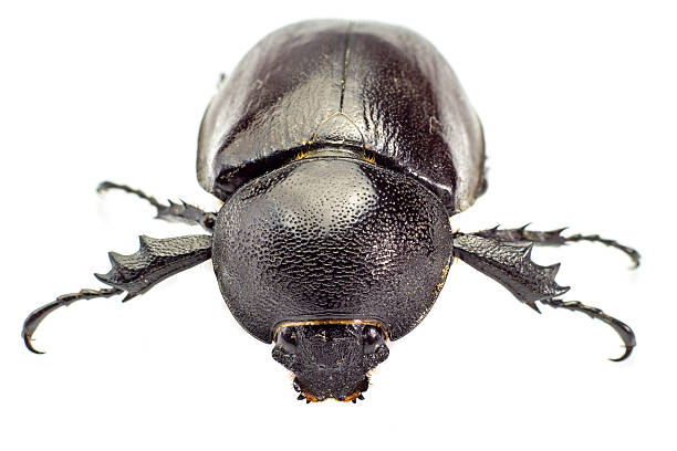 Beetle,Rhinoceros beetle, Rhino beetle, Hercules beetle, Unicorn Beetle,Rhinoceros beetle, Rhino beetle, Hercules beetle, Unicorn beetle, Horn beetle hercules beetle stock pictures, royalty-free photos & images