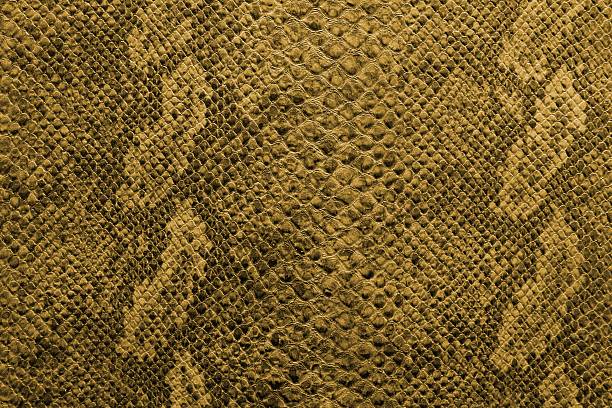 istock the texture of snake skin 501628706
