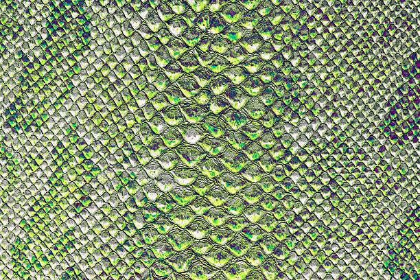 istock the texture of snake skin 501628960