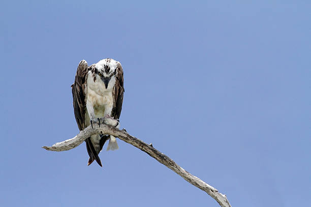istock Osprey focusing on eating a fish dinner 501630120