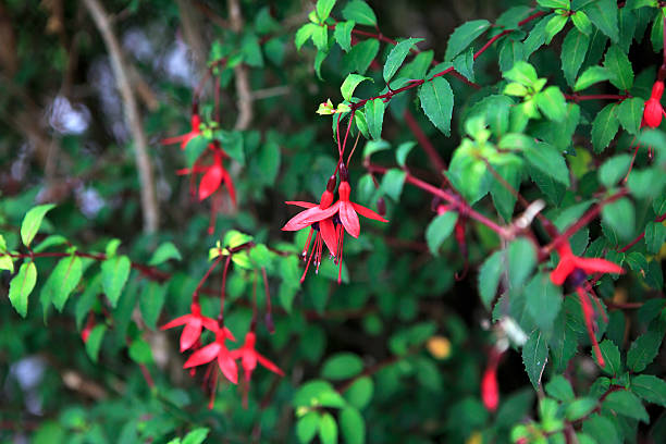 istock Beautiful shrub fuchsia with pink flowers 501630218