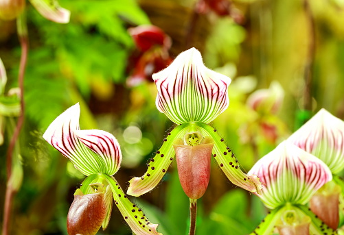 Paphiopedilum orchid flowers in the park, Thailand.