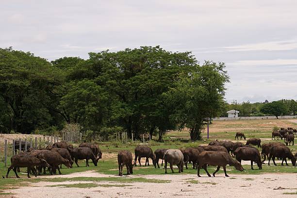Pictures of Thai buffalo from various angles in the evening to prepare for rest.