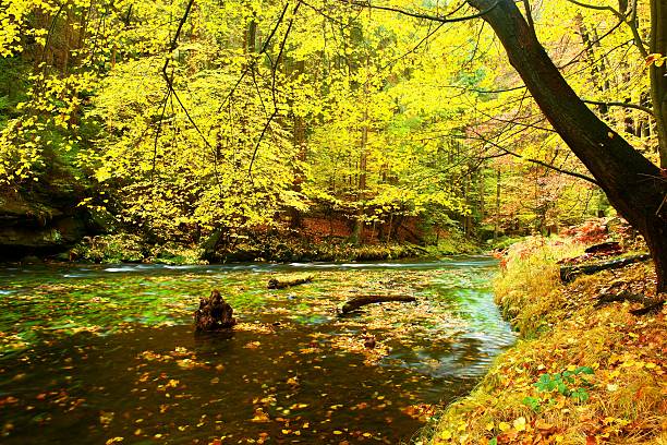 Autumn river bank with orange beech leaves. Fresh green leaves on branches above water make reflection. Rainy evening at stream.