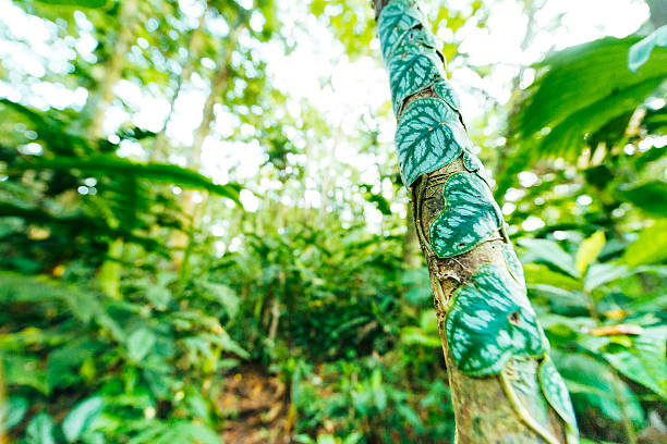 paysage tropical de vigne verte sur un arbre dans la forêt tropicale au costa rica - vibrant color rural scene outdoors tree photos et images de collection