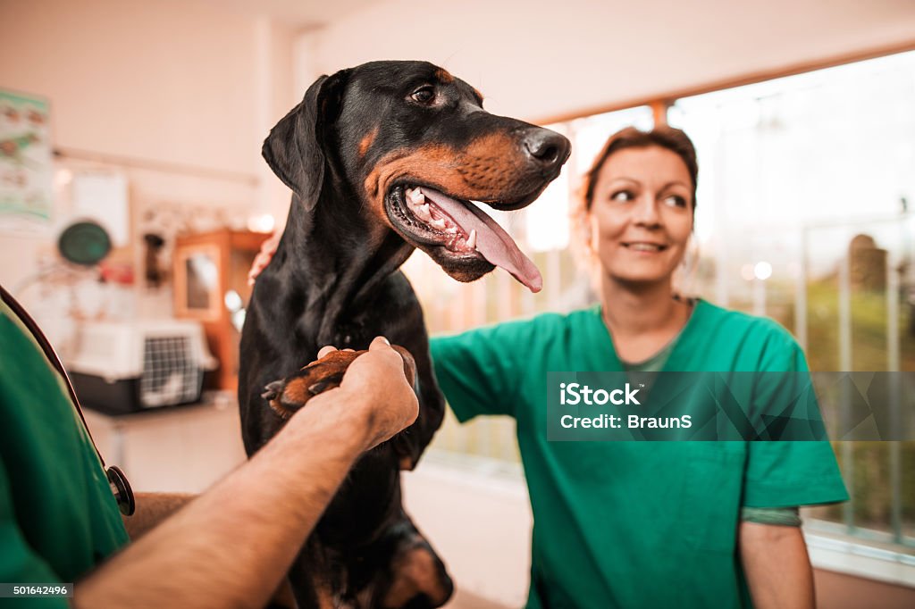 Vets Having A Medical Exam With A Black Dog Stock Photo - Download Image  Now - Veterinarian, Dog, Animal Hospital - iStock