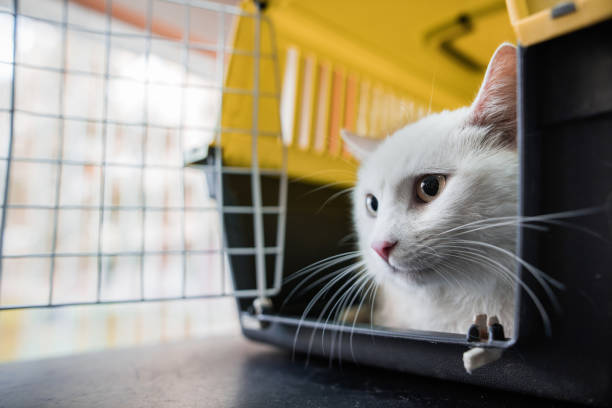 White cat in a cage. Close up of a white cat in a cage. transportation cage stock pictures, royalty-free photos & images