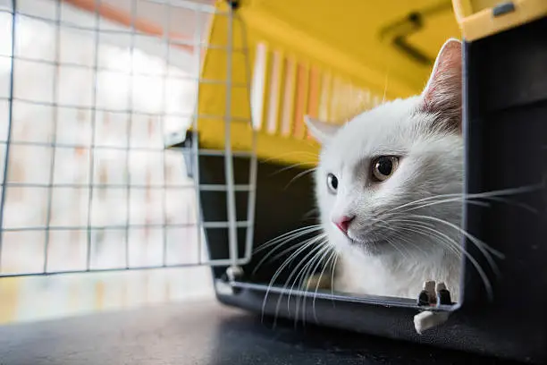 Close up of a white cat in a cage.