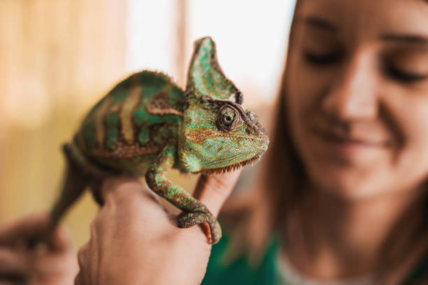 primer plano de una mujer camaleón en la mano. - chameleon fotografías e imágenes de stock