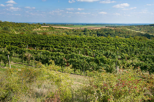 istock Vineyards under Palava. Czech Republic 501642976