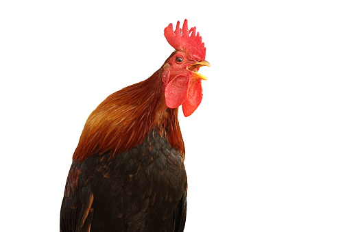 portrait of singing rooster isolated over white background