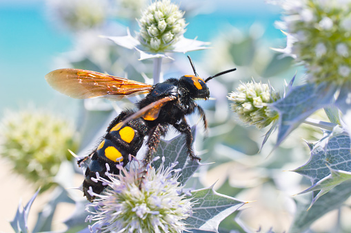 Yellow-headed dagger wasp ( Scolia hirta, Megascolia maculata ) on a thistle by the sea. The large resolution of the image shows the large insect in all its details.