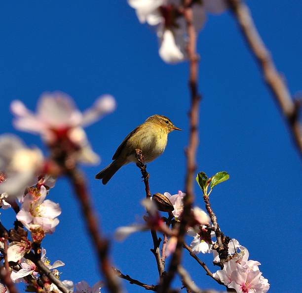 Phylloscopus canariensis