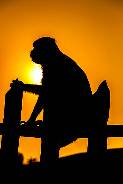 실루엣 선으로나 원숭이 - kruger national park sunrise south africa africa 뉴스 사진 이미지