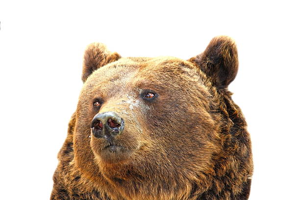 istock isolated portrait of a big bear 501644342