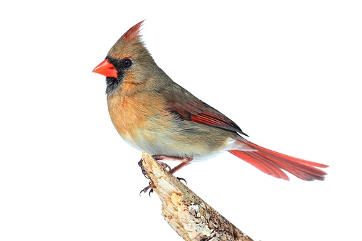 Female Northern Cardinal (Cardinalis)  Isolated on a white background