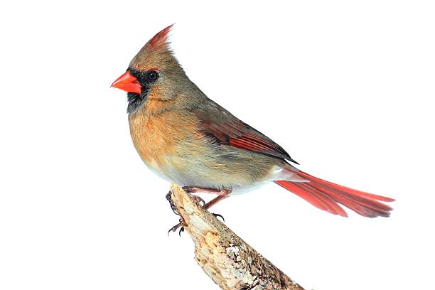 Northern Cardinal On White Female Northern Cardinal (Cardinalis)  Isolated on a white background female cardinal bird stock pictures, royalty-free photos & images