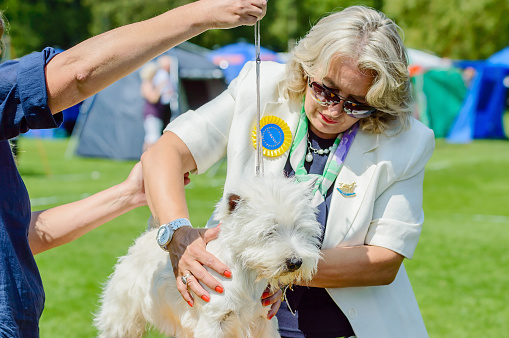 Ronneby, Sweden - July 06, 2014: Blekinge Kennelklubb international dog show. White terrier with female judge Natasa Davidovic.